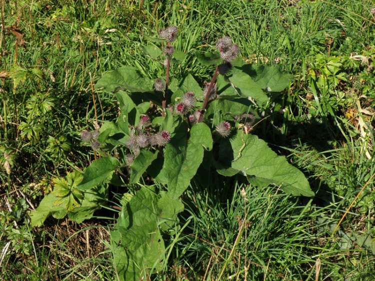 woolly burdock